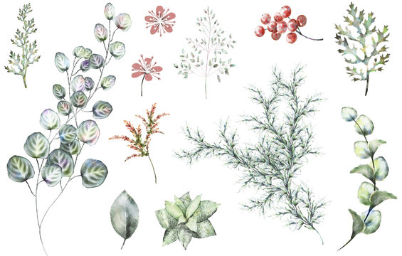 Set plants elements - herbs, leaf, berry. collection garden and wild herb, leaves, branches, illustration isolated on white background, eucalyptus, exotic. watercolor style.