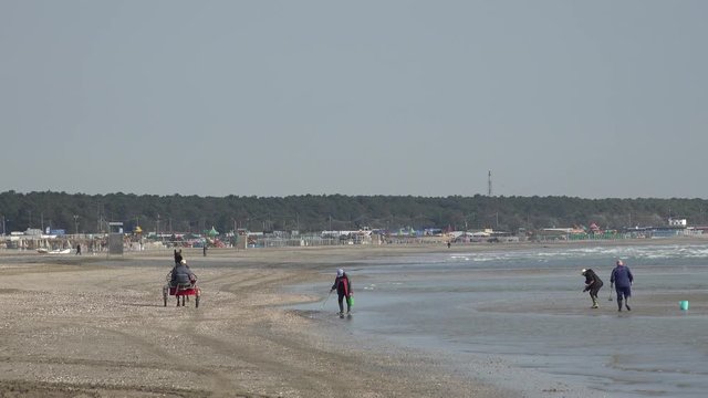 during low tide, people on seaside collecting fishes and shells while Horse-drawn calesse is moving