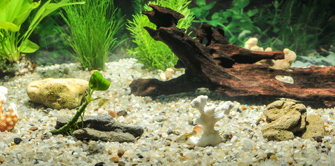 aquarium with many fish and natural plants.Tropical fishes.aquarium with green plants