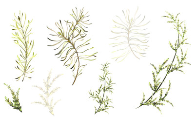 Set plants elements - herbs, leaf. collection wild herb, branches. illustration isolated on white background. watercolor style.