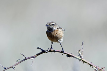 European stonechat (Saxicola rubicola)