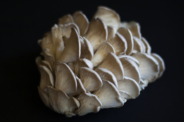 Oyster Mushrooms