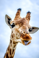 Une girafe drôle montre sa langue.
