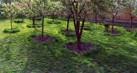 Green grass clipped under the trees in the garden