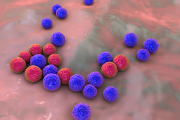 Bacteria Enterococcus, 3D illustration. Gram-positive cocci which cause infant endocarditis and other infections