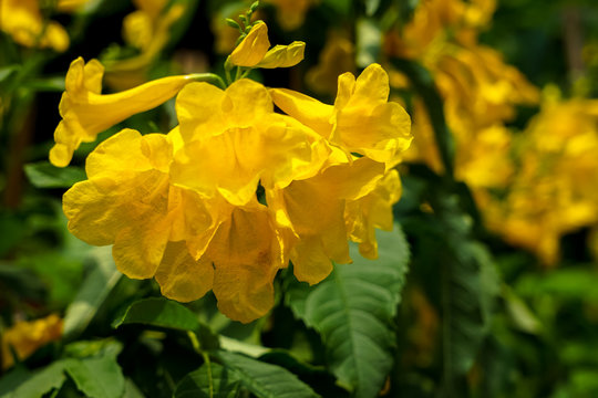 Yellow bells flower or Tecoma stans blooming under sunlight with blur background