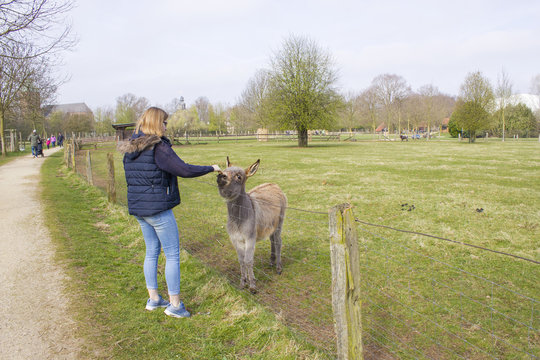young girl feeding donkey at zoo