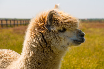 Obraz premium Alpaca