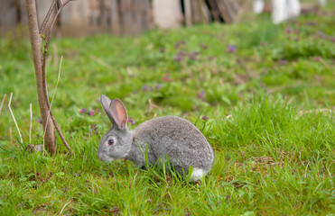 little rabbit