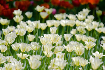 Naklejka na ściany i meble Field of tulips