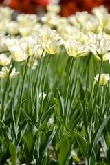 Fototapeta premium Pole tulipanów