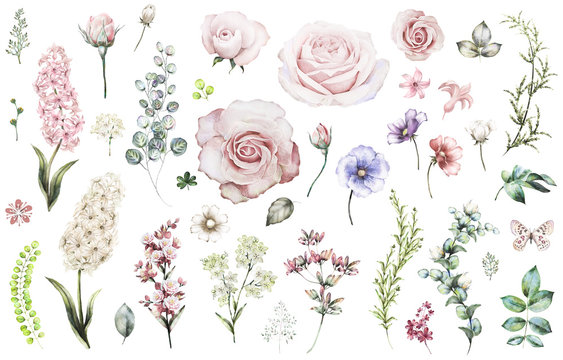 Set elements of rose, hyacinth. Collection garden and wild flowers, branches, illustration isolated on white background, eucalyptus, bud, exotic leaf, herbs. Watercolor style © lisima