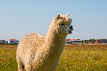 Alpaca
