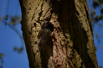 Obraz premium Star an der Nisthöhle