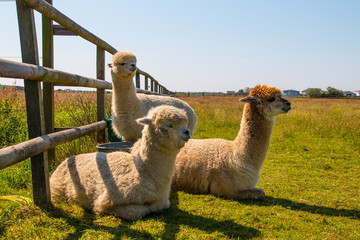 Alpaca