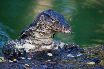 Fototapeta premium Clouded monitor lizard near water