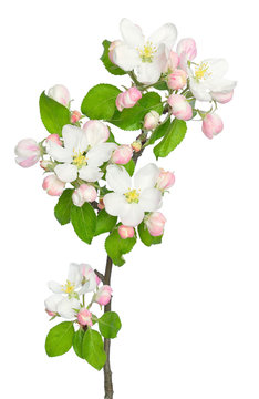 The branch of apple-tree (Malus)