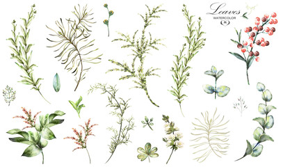 Naklejka na ściany i meble Big Set watercolor elements - herbs, leaf. collection garden and wild herb, leaves, branches, illustration isolated on white background, eucalyptus