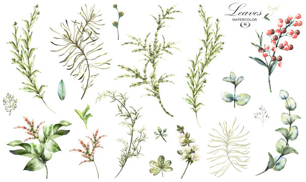 Big Set watercolor elements - herbs, leaf. collection garden and wild herb, leaves, branches, illustration isolated on white background, eucalyptus