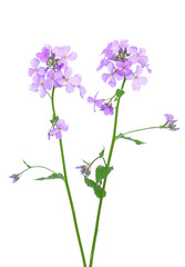 Fototapeta na wymiar Dame's Rocket (Hesperis matronalis) flower
