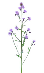 Fototapeta na wymiar Cirsium arvense flower