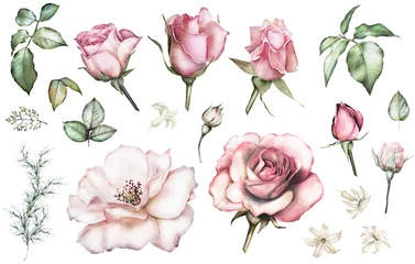 Fotobehang Rozen Set elementen van roos. Collectie tuin en wilde bloemen, takken, illustratie geïsoleerd op een witte achtergrond, knop, blad, kruiden. Aquarel stijl