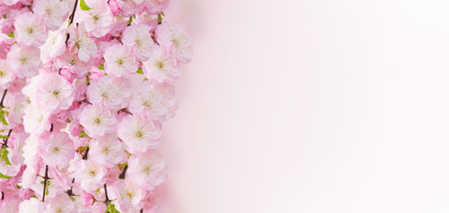 Blossoming pink sacura cherry tree flowers on white background banner