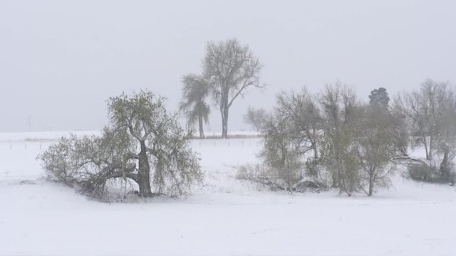 Slow motion snow storm blizzard with Cottonwood Trees. 150fps conformed to 29.97fps. ProRes422.