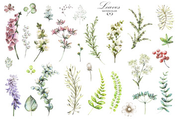 Big Set watercolor elements - wildflowers, herbs, leaf. collection garden and wild herb, flowers, branches.  illustration isolated on white background, eucalyptus, exotic, tropical leaf. Green. © lisima