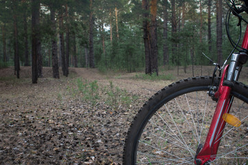 Fototapeta premium Mountain bike ready to go on a trail in the woods with sunrise background. Walking footpath or biking path.