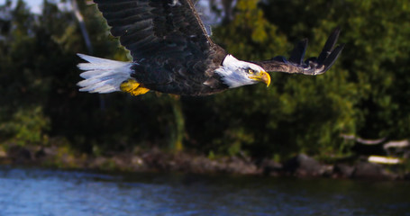 Eagle in Flight