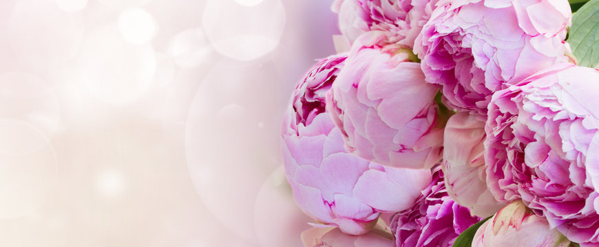 bunch of pink peony flowers on fancy bokeh background banner