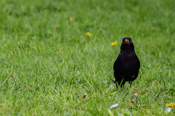 Spring time blackbird in a field of dandelions searching for worms