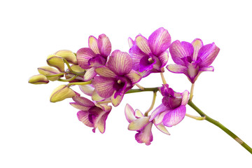 Fototapeta na wymiar Purple orchid flower isolated,on White Background