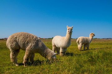 Fototapeta premium Alpaca