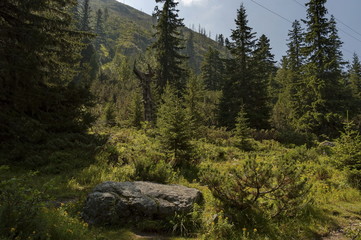 Sunlit mountain top overgrown with coniferous forest and glade on the ecological walk toward Maliovitza peak in Rila mountain, Bulgaria 