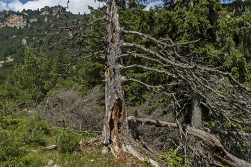 View of glade, grass and broken trunk on the ecological walk toward Maliovitza peak in Rila mountain, Bulgaria  