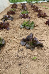Salades en pleine terre
