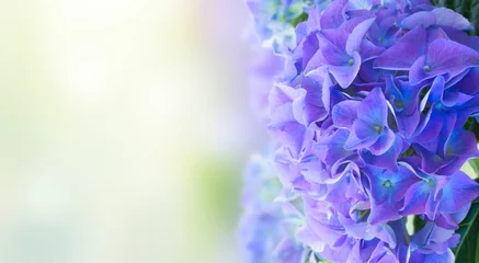 Foto auf Acrylglas Lila frische blaue Hortensienblüten im grünen Gartenbanner