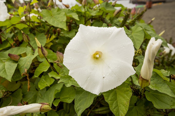 campanillas blancas