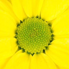 close-up still of a yellow common daisy blooming