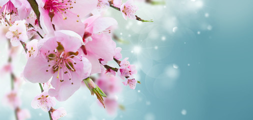 Cherry tree branch with blooming flowers in garden over blue bokeh background banner