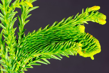close-up of a branch of a well structured conifer, isolated in front of a dark background