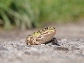 zielona duża żaba w zbliżeniu
