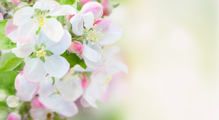 Fototapeta na wymiar fresh Apple tree twig with flowers and leaves on garden bokeh background with copy space banner