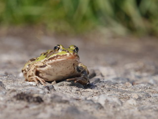 zielona duża żaba w zbliżeniu