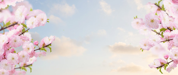 Fototapeta na wymiar Blossoming tree pink flowers branch on blue sky background banner