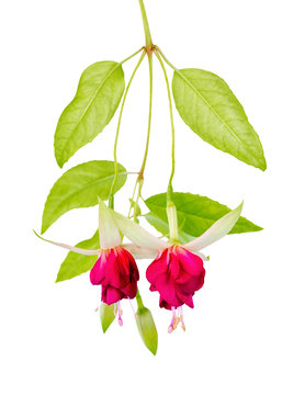 beautiful blooming hanging twig of red and white fuchsia flower is isolated on white background, close up, Mood Indigo