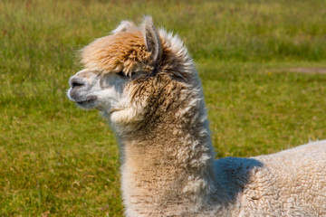 Alpaca