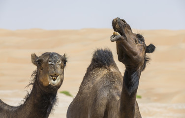pair of black camels in Liwa desert
